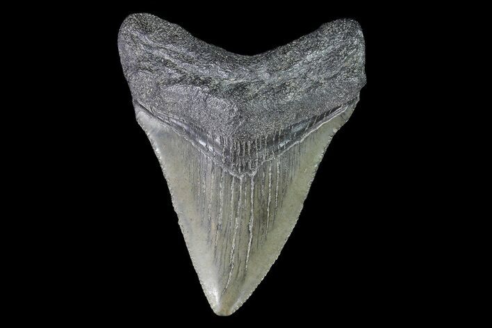 Juvenile Megalodon Tooth - South Carolina #74275